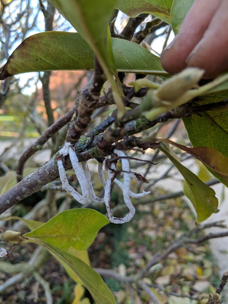 Egg masses of cotton stringy scale on <i>Magnolia</i> - Credit T. Bream