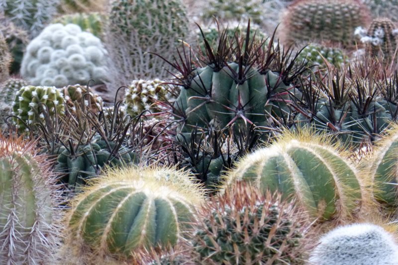 Cacti at Southfield