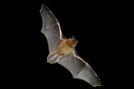 <i>Pipistrellus</i>