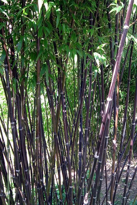 Phyllostachys nigra