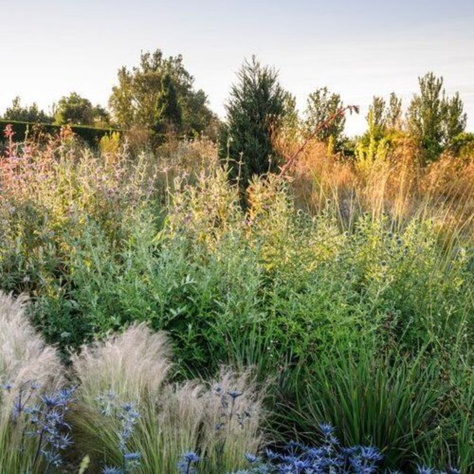 <i>Echinops </i> between fine grasses