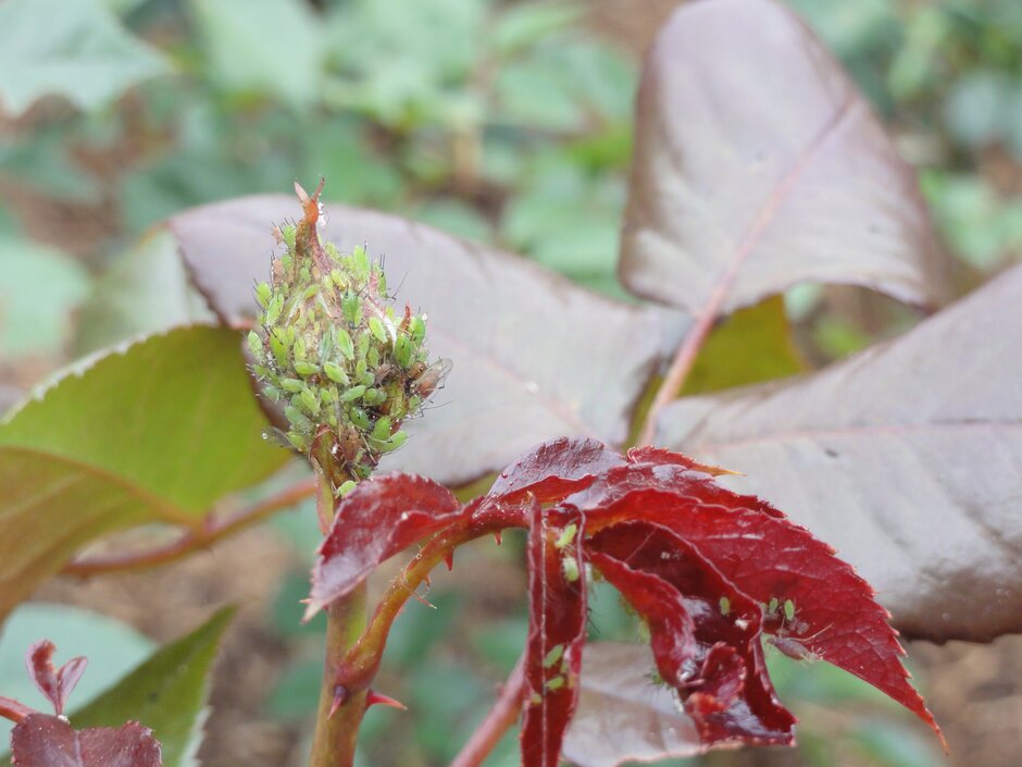 Rose aphids <i>Macrosipum rosae</i>