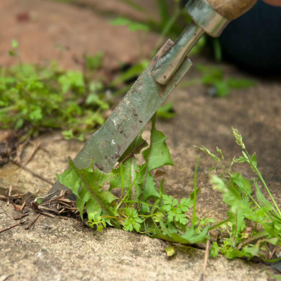 Weeds on hard surfaces