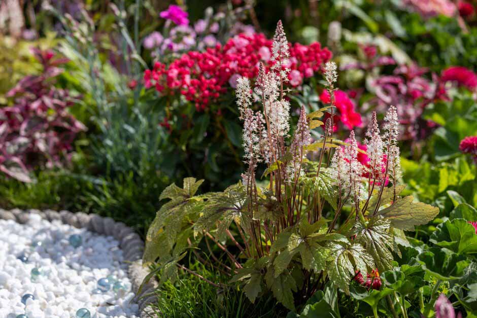 Tiarella on Defying Gravity School Garden Challenge at RHS Malvern Spring