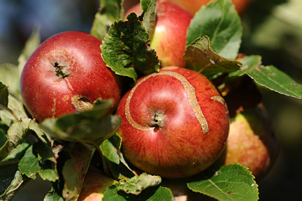 Internal damage caused by apple sawfly larvae.