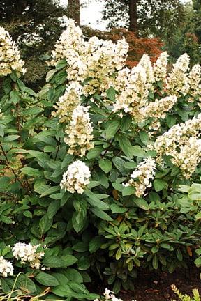 Hydrangea paniculata 'Floribunda' is a good choice for clay soils. Image: RHS/John Trenholm