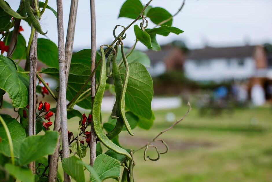 Runner beans on an allotment