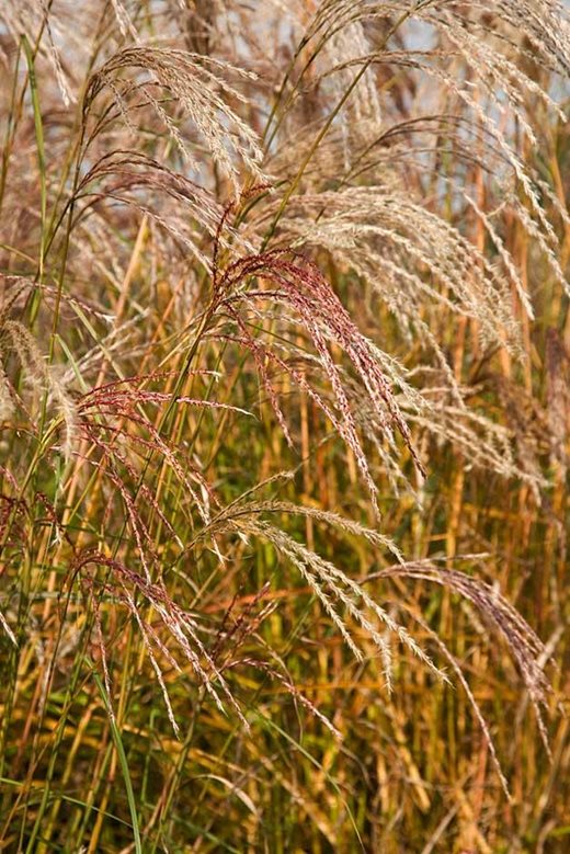 Miscanthus 'Flamingo'