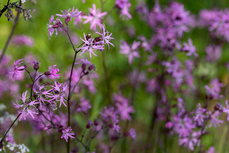 Lychnis flos cuculi on The Cotswold Garden