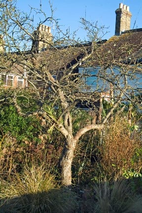 Apple tree in garden