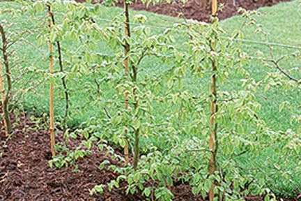 A newly planted hedge. Credit: RHS/John Trenholm.