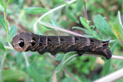 Elephant hawk moth caterpillar