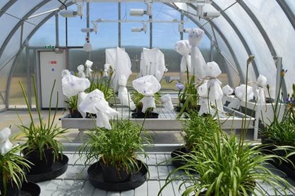 Plants in the Field Research Facility