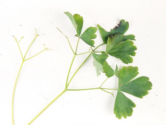 Aquilegia sawfly damage