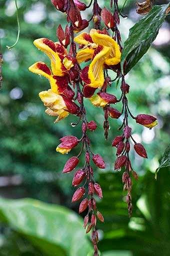 Thunbergia mysorensis