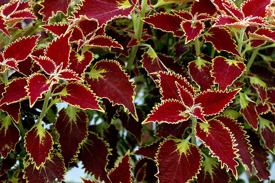 Coleus