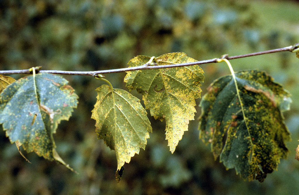 Birch rust