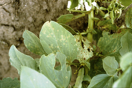 Broad bean rust