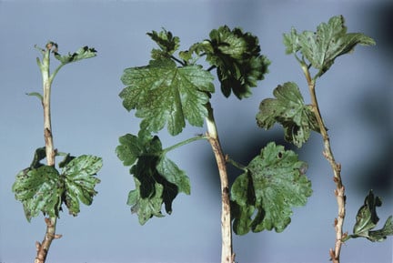 Gooseberry leaf spot