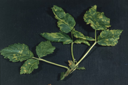 Symptoms of raspberry virus infection.