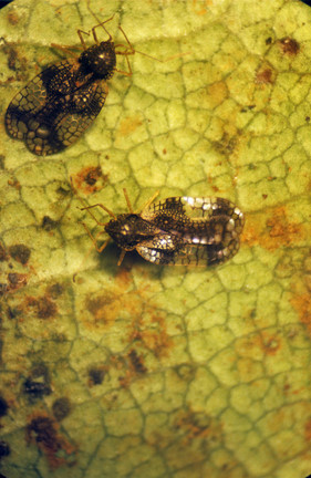 Pieris lacebug <EM>Stephanitis takeyai</EM>