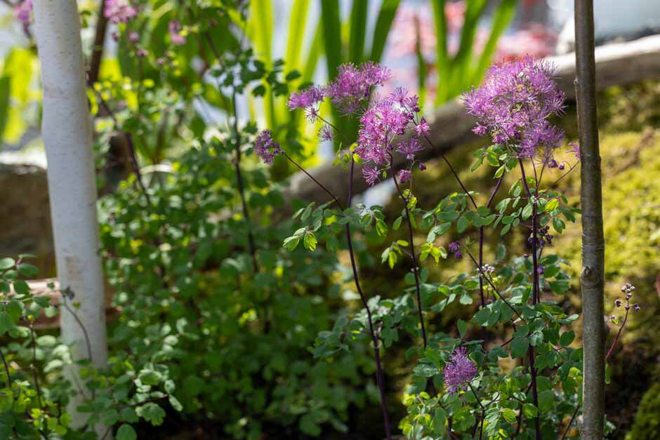 Thalictrum on the Green Islands Garden