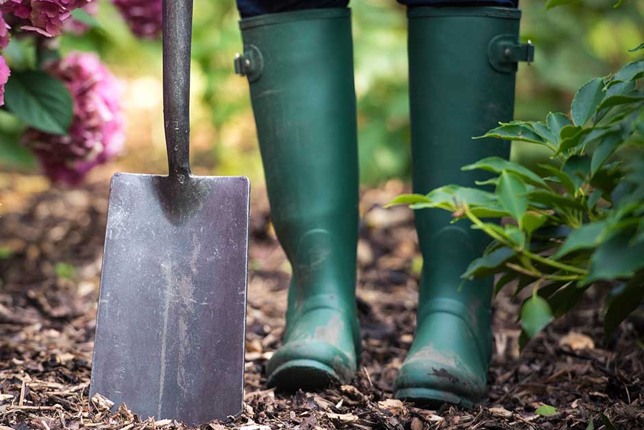 How to grow border tulips