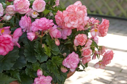 Begonia On Top Pink Halo