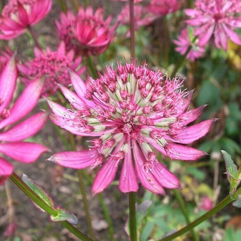 <i>Astrantia</i> are long-flowering perennials that are great for pollinators