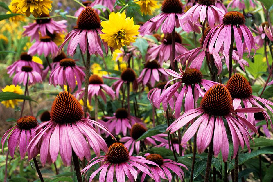 Coneflower