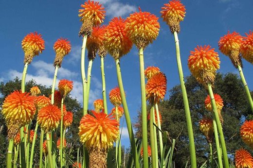 Kniphofia rooperi