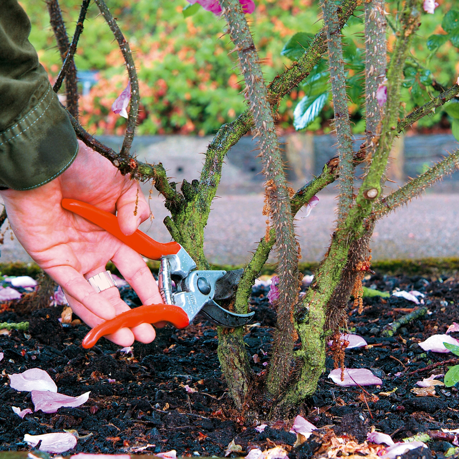 Cut out one or two older stems at the base