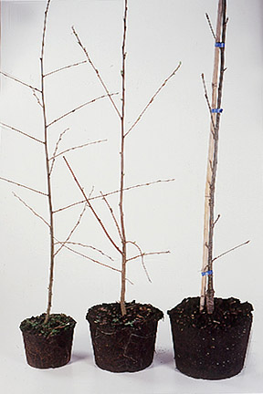 Trees in containers, ready for planting.