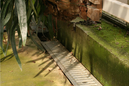 Algae and moss in a greenhouse. Credit: RHS Advisory