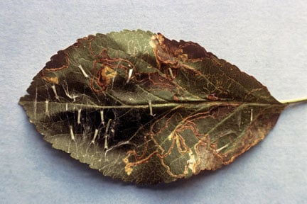 Apple leaf-mining moth (<EM>Lyonetia clerkella</EM>) on Apple