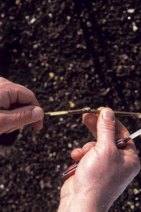 Layering is a technique to propagate plants. Credit:Tim Sandall/RHS The Garden.