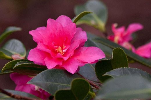 Camellia hiemalis 'Shishigashira'