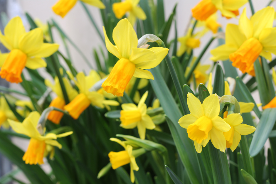 Daffodils at RHS Plants