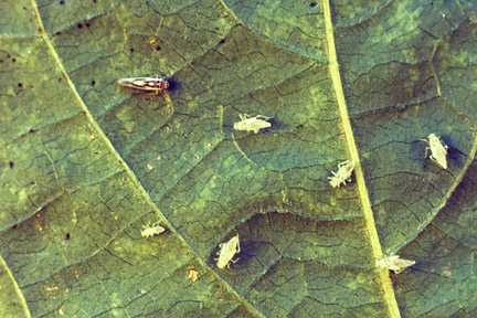 Glasshouse leafhopper (<i>Hauptidia maroccana</i>). Credit: RHS/Entomology.