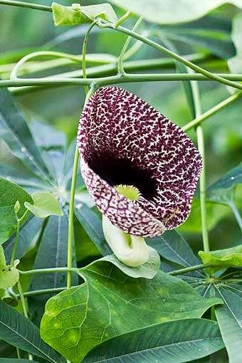 Aristolochia macrophylla