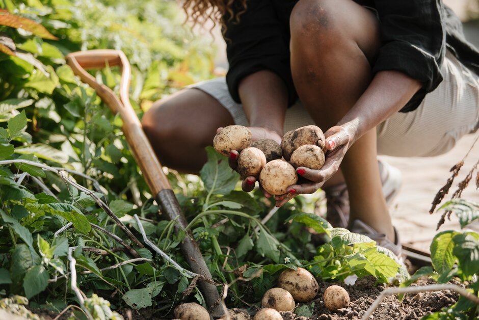 Harvesting potatoes