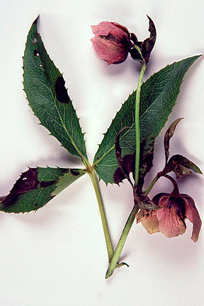 Hellebore leaf spot. Image: RHS/Tim Sandall