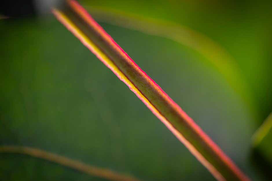 Eucalyptus neglecta