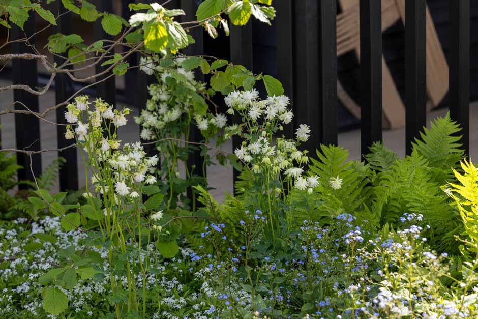 Aquilegias on The Grand Appeal Garden