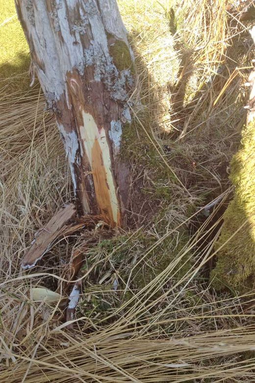 Phytophthora austrocedri on juniper