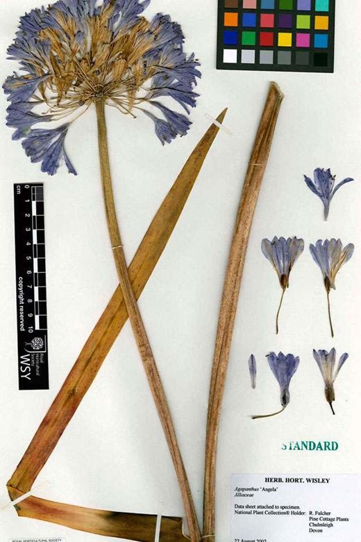 Agapanthus sample