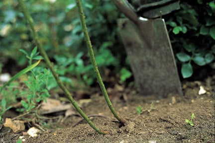 Propagating using suckers is a useful way of increasing stock of some shrubs and trees. Image: RHS