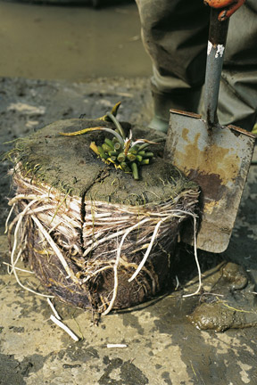 Pond plant propagation