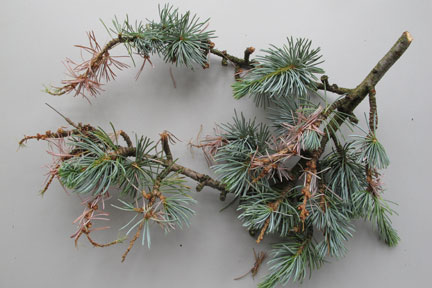 <EM>Sirococcus tsugae</EM> on <EM>Cedrus</EM>