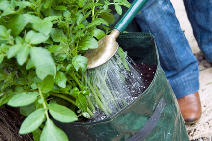 Potatoes: growing for the feastive season